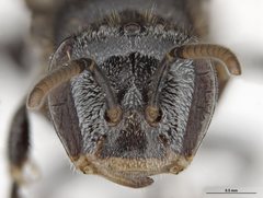 Austroplebeia cassiae