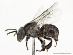 Austroplebeia cassiae