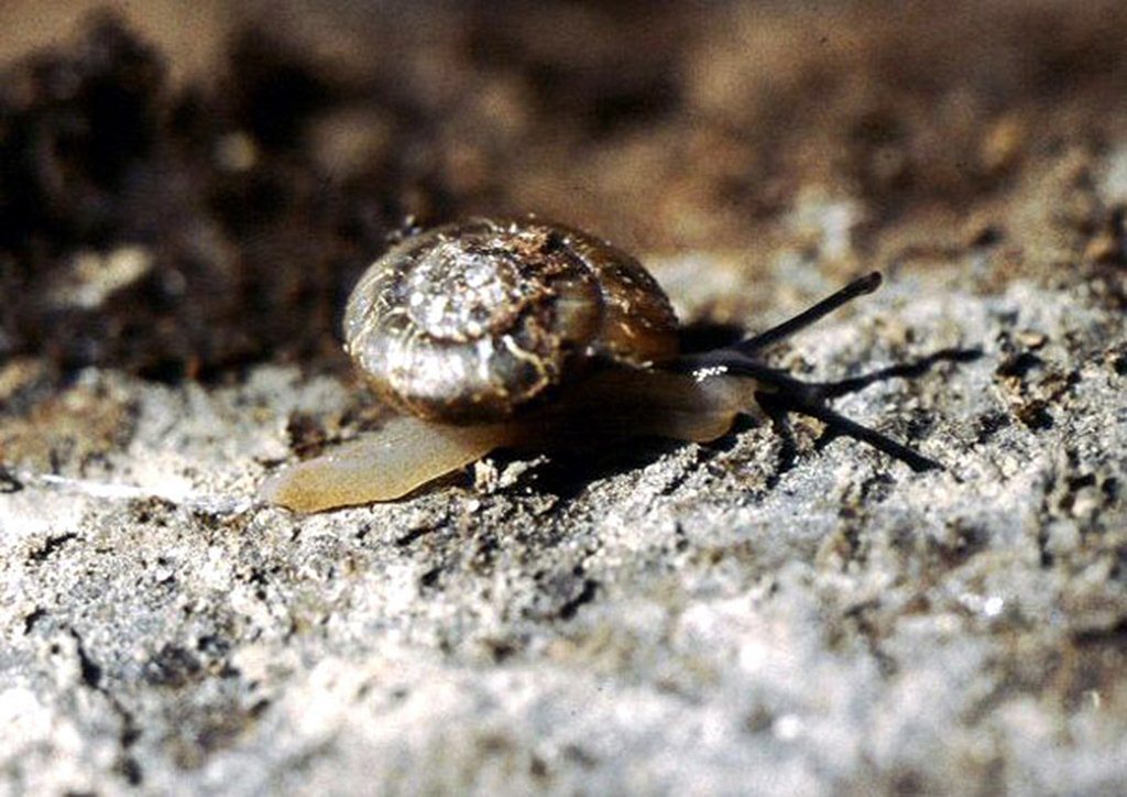 Faintly Ridged Pinwheel Snail