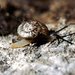 Faintly Ridged Pinwheel Snail - Photo (c) Ken Walker, some rights reserved (CC BY-NC-SA), uploaded by Ken Walker