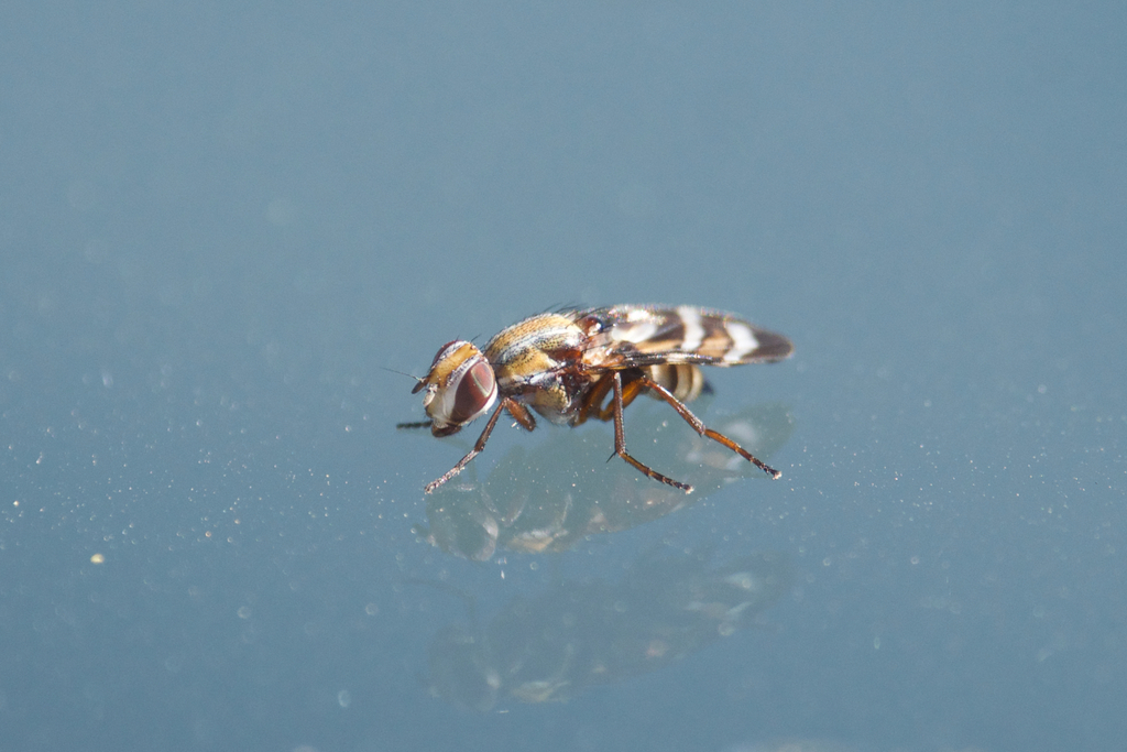 Tritoxa pollinosa