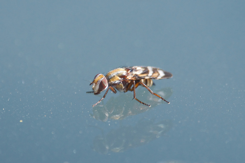 Tritoxa pollinosa