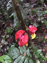 Drymonia coccinea
