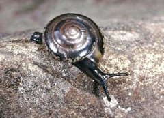 Expocystis rusticus