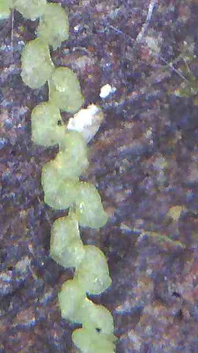 Metalejeunea cucullata
