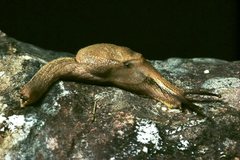 Cucullarion parkini