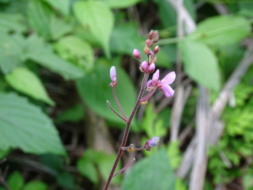Image of Desmodium axillare by (c) Alexis López Hernández, some rights reserved (CC BY)