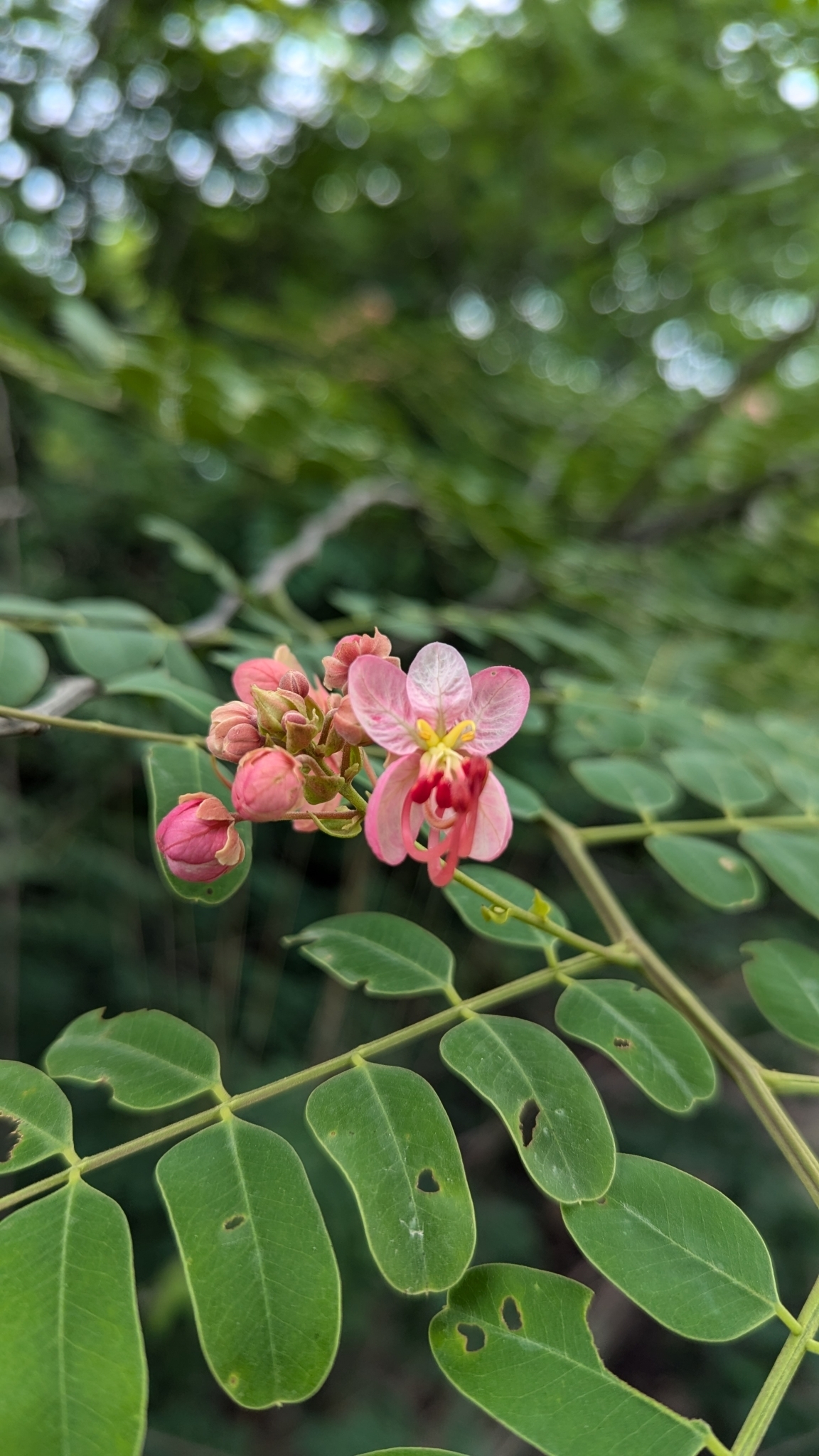 Cassia roxburghii