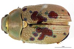 Anoplostethus roseus