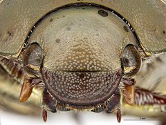 Anoplostethus roseus