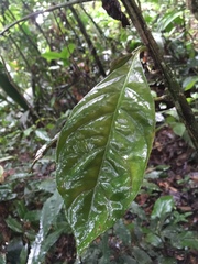 Drymonia coccinea