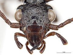 Helluonina