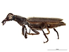 Helluonina