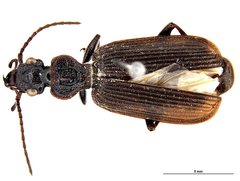 Helluonina