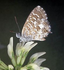 Theclinesthes serpentata serpentata