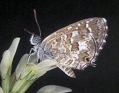 Theclinesthes serpentata serpentata