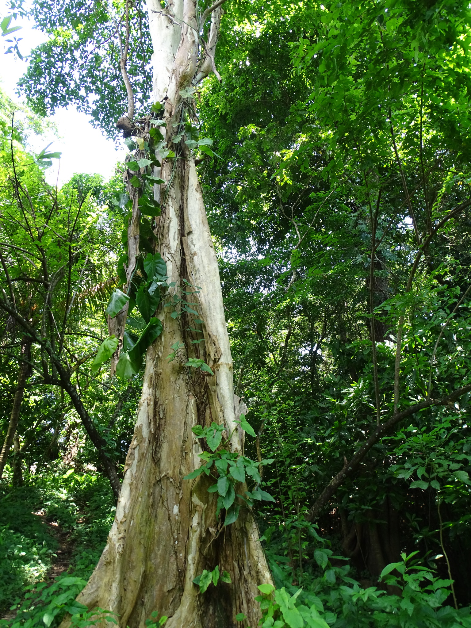Terminalia oblonga