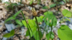 Eleocharis bifida