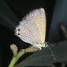 Double-spotted Line Blue - Photo (c) Ken Walker, some rights reserved (CC BY-NC-SA), uploaded by Ken Walker