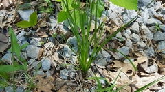 Eleocharis bifida
