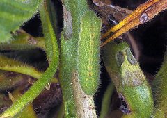 Candalides heathi heathi