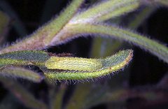 Candalides heathi heathi