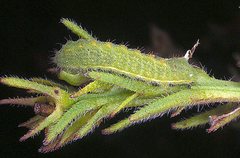 Candalides heathi heathi