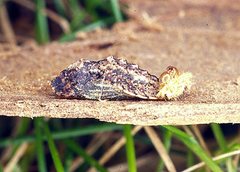 Candalides heathi heathi