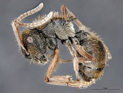 Polyrhachis cyrus