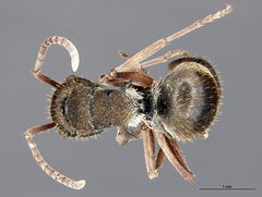 Polyrhachis cyrus