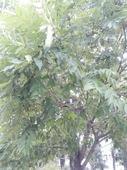 Fraxinus latifolia