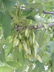 Fraxinus latifolia