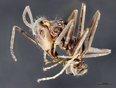 Iridomyrmex minor
