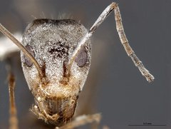 Iridomyrmex minor