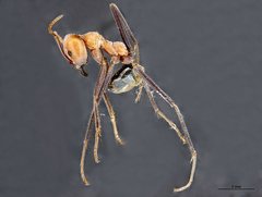 Iridomyrmex sanguineus