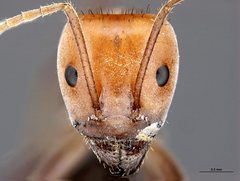 Iridomyrmex sanguineus