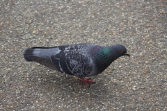 Columba livia domestica