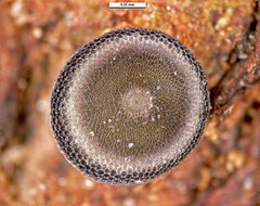 Ogyris genoveva
