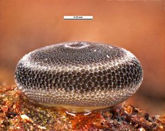 Ogyris genoveva