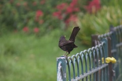 Turdus merula