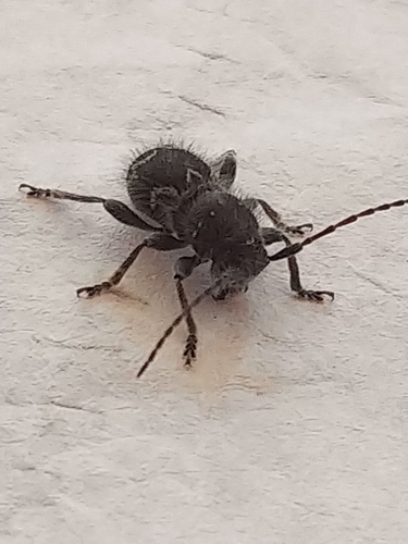 Hairy Borer