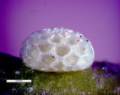 Candalides noelkeri