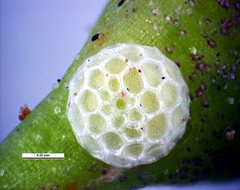 Candalides noelkeri