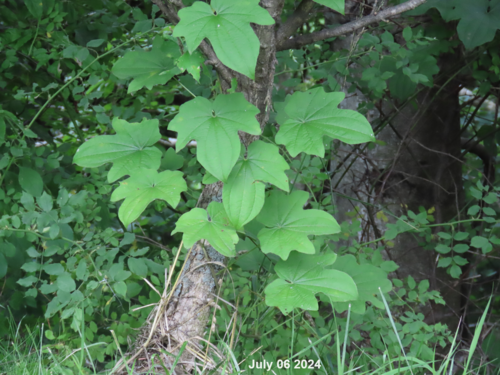 Dioscorea septemloba iNat (2)