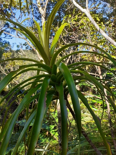 Image of Dracophyllum latifolium by (c) Angus Campbell, some rights reserved (CC BY)