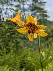 Canada Lily (Lilium canadense)