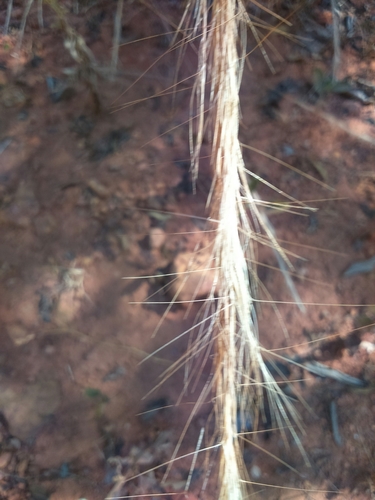 Aristida riparia