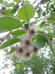 Broussonetia papyrifera