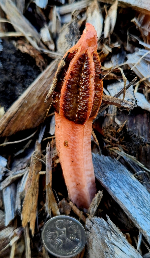 lantern stinkhorn from Rochedale QLD 4123, Australia on July 6, 2024 at ...