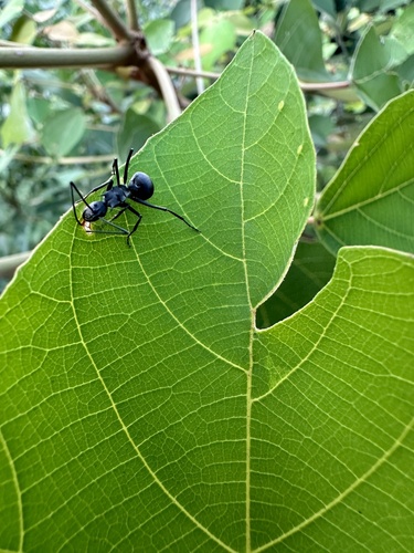 半眼多刺蚁Polyrhachis pubescens